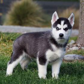 sibiřský husky štěňata na prodej / 19966220