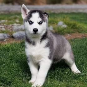 Foto inzerátu sibiřský husky štěňata na prodej