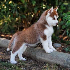 Foto inzerátu sibiřský husky štěňata na prodej