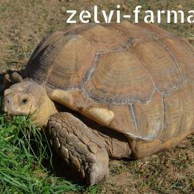 Foto inzerátu SUCHOZEMSKÉ ŽELVY OSTRUHATÉ – vlastní odchov!