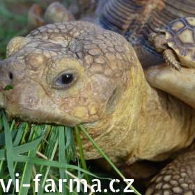 Foto inzerátu SUCHOZEMSKÉ ŽELVY OSTRUHATÉ – vlastní odchov!