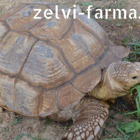 Foto inzerátu SUCHOZEMSKÉ ŽELVY OSTRUHATÉ – vlastní odchov!