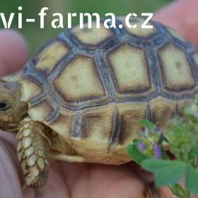 Foto inzerátu SUCHOZEMSKÉ ŽELVY OSTRUHATÉ – vlastní odchov!