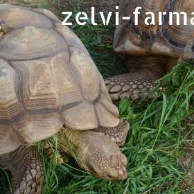 Foto inzerátu SUCHOZEMSKÉ ŽELVY OSTRUHATÉ – vlastní odchov!