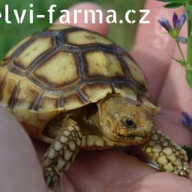 Foto inzerátu SUCHOZEMSKÉ ŽELVY OSTRUHATÉ – vlastní odchov!
