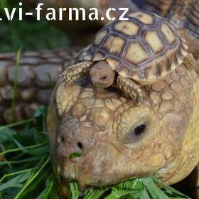 Foto inzerátu SUCHOZEMSKÉ ŽELVY OSTRUHATÉ – vlastní odchov!