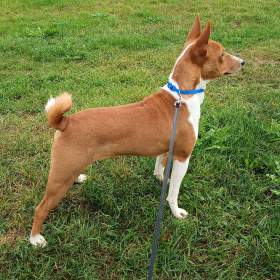 Foto inzerátu Basenji - pejsek bez pp
