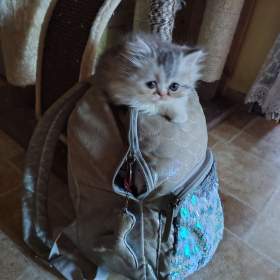 Foto inzerátu Perská koťátka