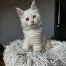 Foto inzerátu Koťata plemene Maine Coon k odběru