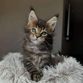 Foto inzerátu Koťata plemene Maine Coon k odběru