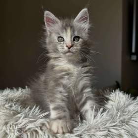 Foto inzerátu Koťata plemene Maine Coon k odběru