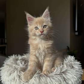 Fotka k inzerátu Koťata plemene Maine Coon k odběru / 18142160