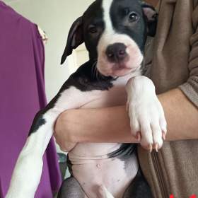 Foto inzerátu Prodám štěňátka Pitbull bez pp