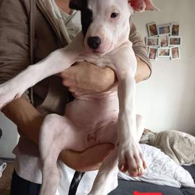 Foto inzerátu Prodám štěňátka Pitbull bez pp
