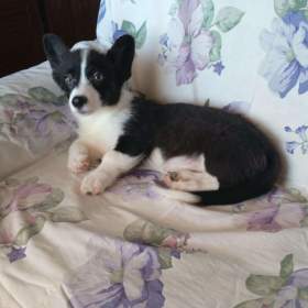 Foto inzerátu Welsh Corgi fenečka