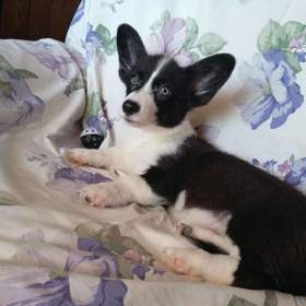 Foto inzerátu Welsh Corgi fenečka