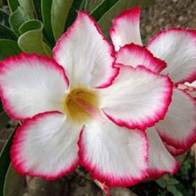 Foto inzerátu Adenium obesum my country - semena