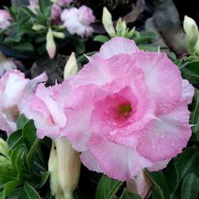 Fotka k inzerátu Adenium obesum namwan -  semena / 19967155