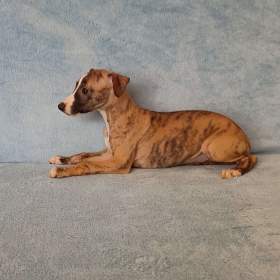 Fotka k inzerátu Whippet /Vipet/ -  pejsci bez pp / 19967237