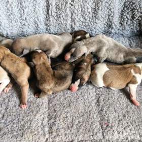 Foto inzerátu Whippet /Vipet/ - pejsci bez pp