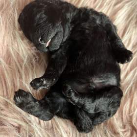 Foto inzerátu Štěňata PULI