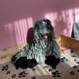 Foto inzerátu Štěňata PULI
