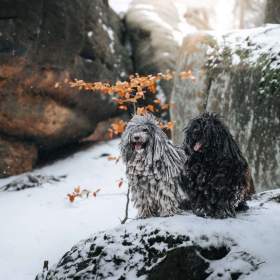 Foto inzerátu Štěňata PULI