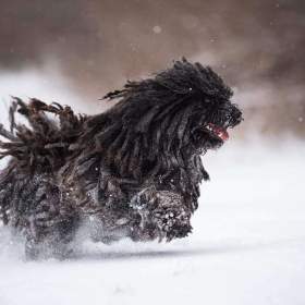 Foto inzerátu Štěňata PULI