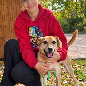 Fotka k inzerátu RIKY -  do 20 kg, kastrovaný psík 2 roky  / 18105566