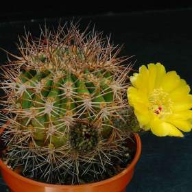 Foto inzerátu Kaktus Acanthocalycium thionanthum JB 54 El Obelisco - semena