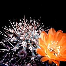 Fotka k inzerátu Kaktus Acanthocalycium variiflorum P 149 -  semena / 19349077