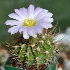 Foto inzerátu Kaktus Acanthocalycium violaceum P 110 - semena