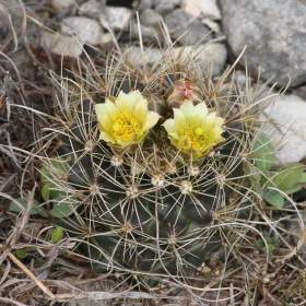 Fotka k inzerátu Kaktus Ancistrocactus brevihamatus Val Verde Tx. -  semena / 19349077