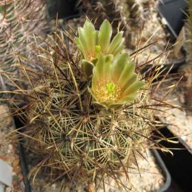 Fotka k inzerátu Kaktus Ancistrocactus scheeri RS 382 Hipolito Coah -  semena / 19967780