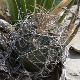 Fotka k inzerátu Kaktus Astrophytum capricorne v. sanjuanensis PP 518 -  semena / 19967753