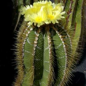 Foto inzerátu Kaktus Astrophytum ornatum - semena