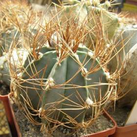 Foto inzerátu Kaktus Astrophytum senile var. aureum MZ 256 - semena