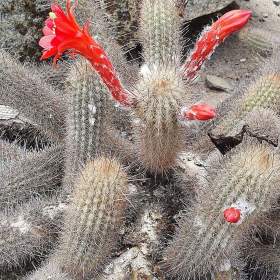 Fotka k inzerátu Kaktus Cleistocactus acanthurus subs. pullatus -  semena / 19967753