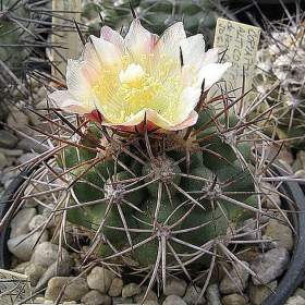 Foto inzerátu Kaktus Copiapoa alticostata - semena