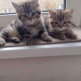 Foto inzerátu Britská kočka