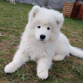 Samojed štěňátka s PP / 19967844