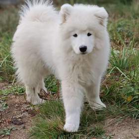 Foto inzerátu Samojed štěňátka s PP