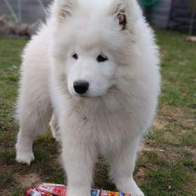 Foto inzerátu Samojed štěňátka s PP