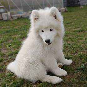 Foto inzerátu Samojed štěňátka s PP