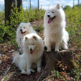 Foto inzerátu Samojed štěňátka s PP