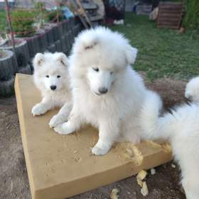 Foto inzerátu Samojed štěňátka s PP