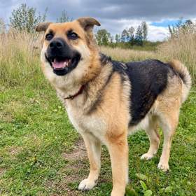 Foto inzerátu LILLY - cca 20 kg, fenečka roky