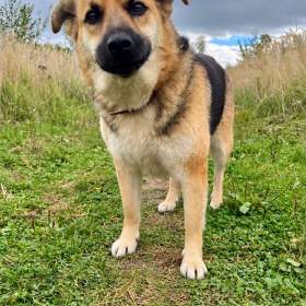 Foto inzerátu LILLY - cca 20 kg, fenečka roky