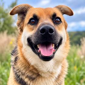 Foto inzerátu LILLY - cca 20 kg, fenečka roky