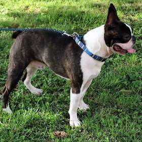 Foto inzerátu Boston,Bostonský teriér,Boston Terrier